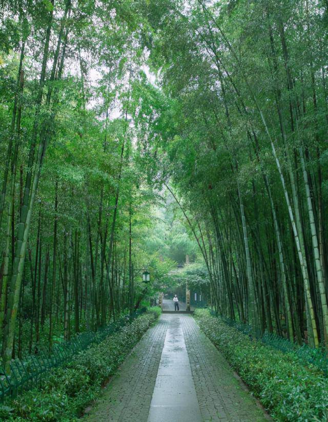 杭州云栖竹径翠竹成荫溪流叮咚是一个最值得去的仙境竹林