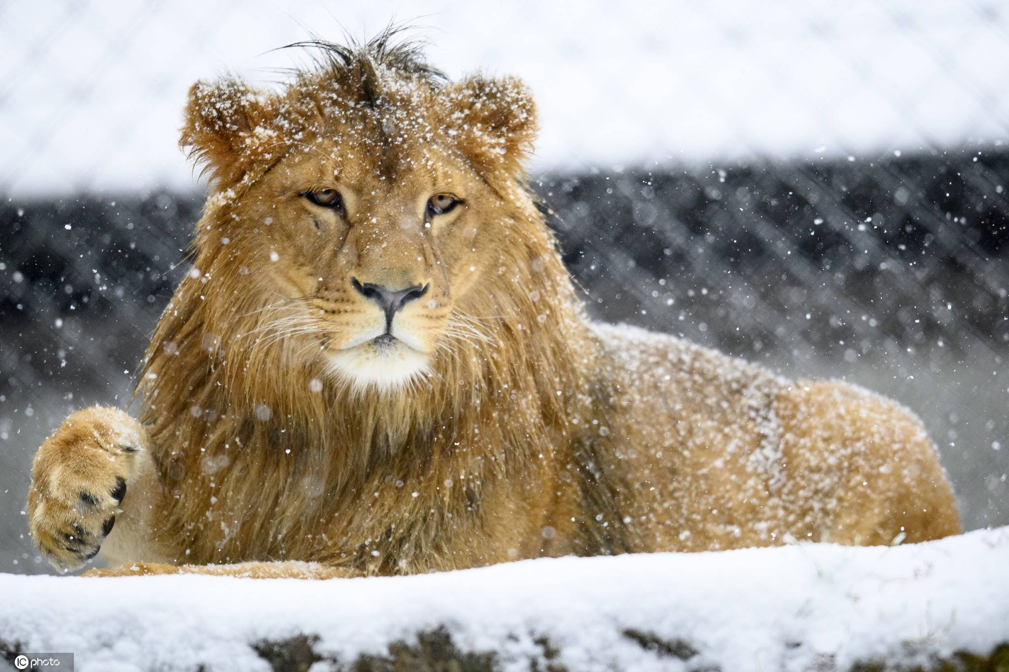 威风凛凛瑞士动物园雄狮雪地玩耍