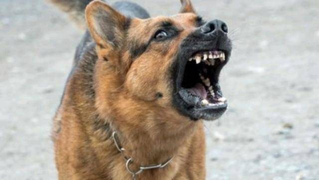 俗语"恶狗怕蛮棍",就是告诉我们一个道理:凶恶的狗最怕的是凶狠的棍子