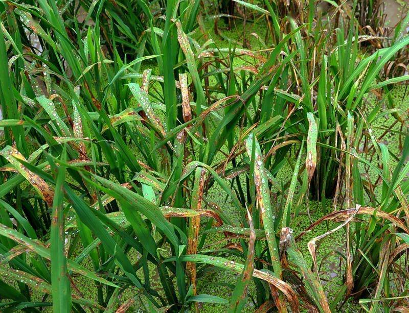 免疫|揭秘水稻与病原菌争夺的重要装备，上海科学家研究上《自然》