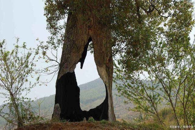 山大无柴树大空心一个人有没有出息看这三点