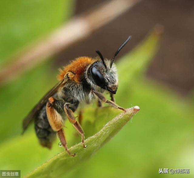 3日齡內幼蟲都吃蜂王漿為什麼移蟲育王要求幼蟲日齡越小越好