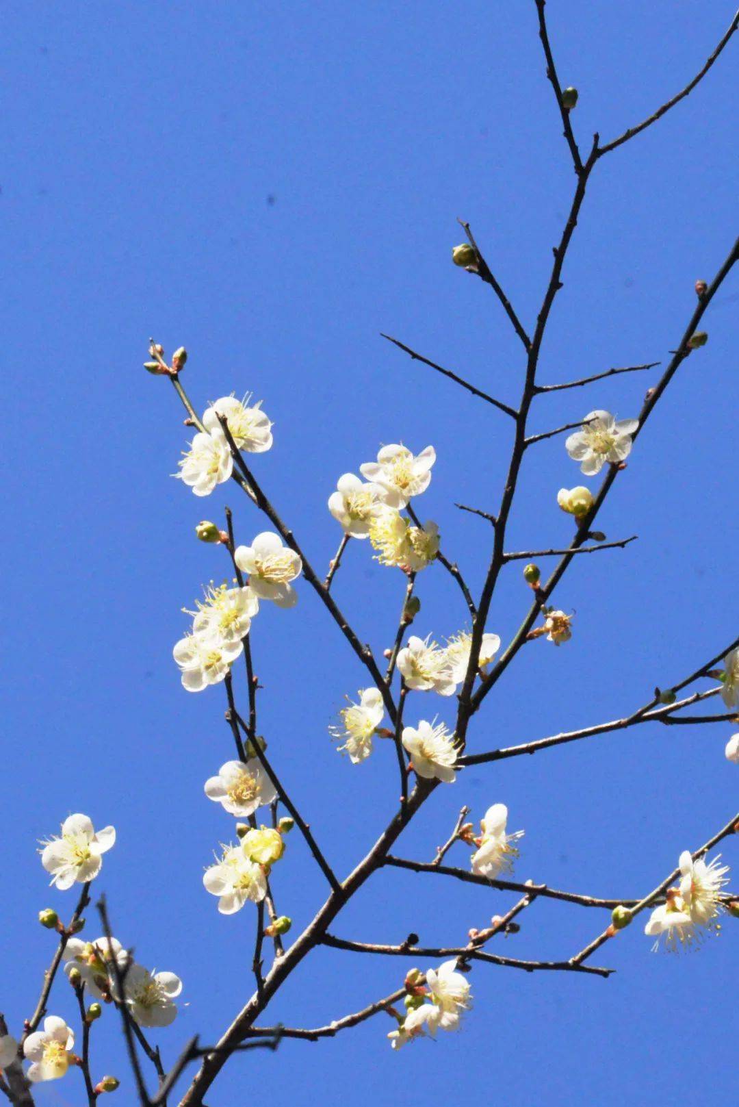 南雄梅岭梅花图片