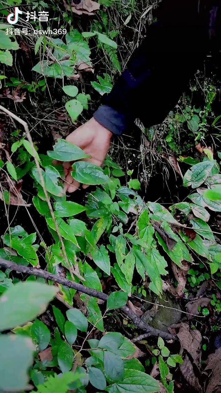 淫羊藿北部山中有藿羊食之一日百合武当山这种中草药产量丰富山村里的