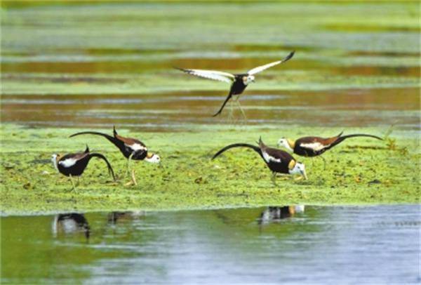 但见群鸥日日来_淅川县_湿地_保护区