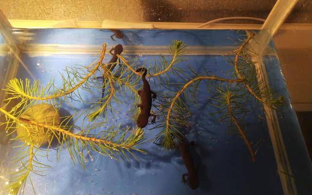 大家小时候在农村长大有没有在山间溪流中或者水井里发现过甚至捕抓过