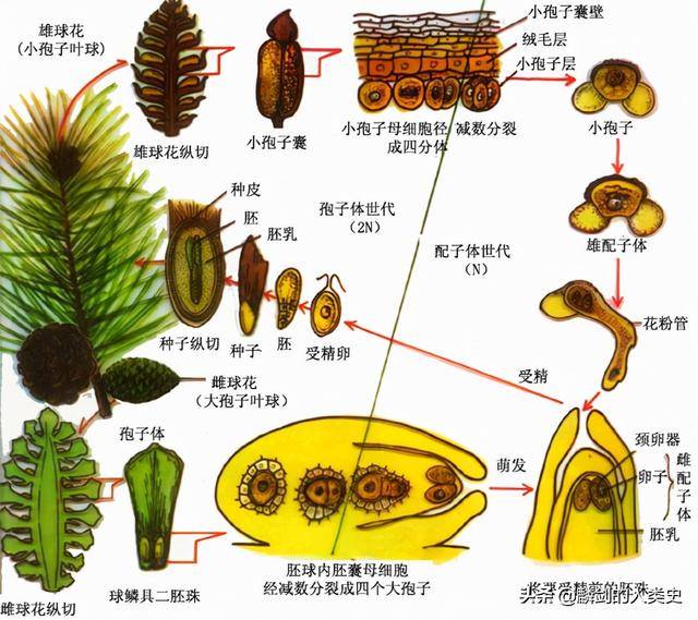 「地球生物全系列——植物篇」植物界—裸子植物_胚珠_孢子_种子