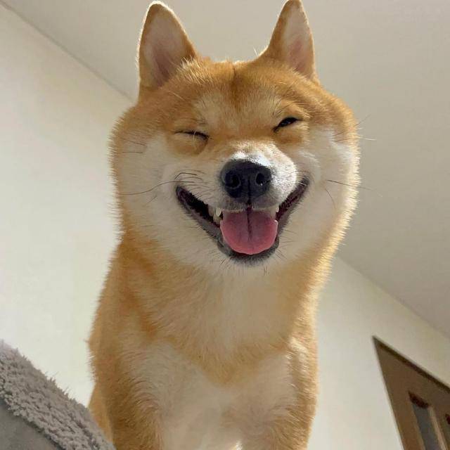 ins上超可爱的柴犬marutaro高清可爱的照片分享12张