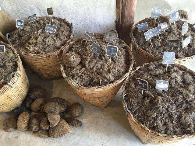 发情期的大象有多可怕犀牛常被它们当作配偶而惨遭毒手