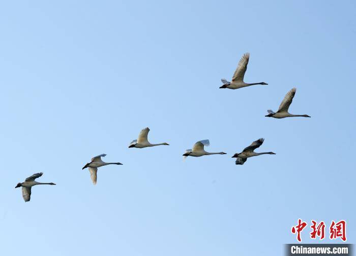 新疆孔雀河畔市民们“零距离”观赏天鹅