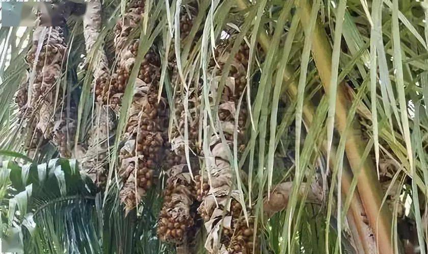 其实咱们叫的铁树籽,就是我们千眼菩提的原果,是棕榈科植物酒椰的果子