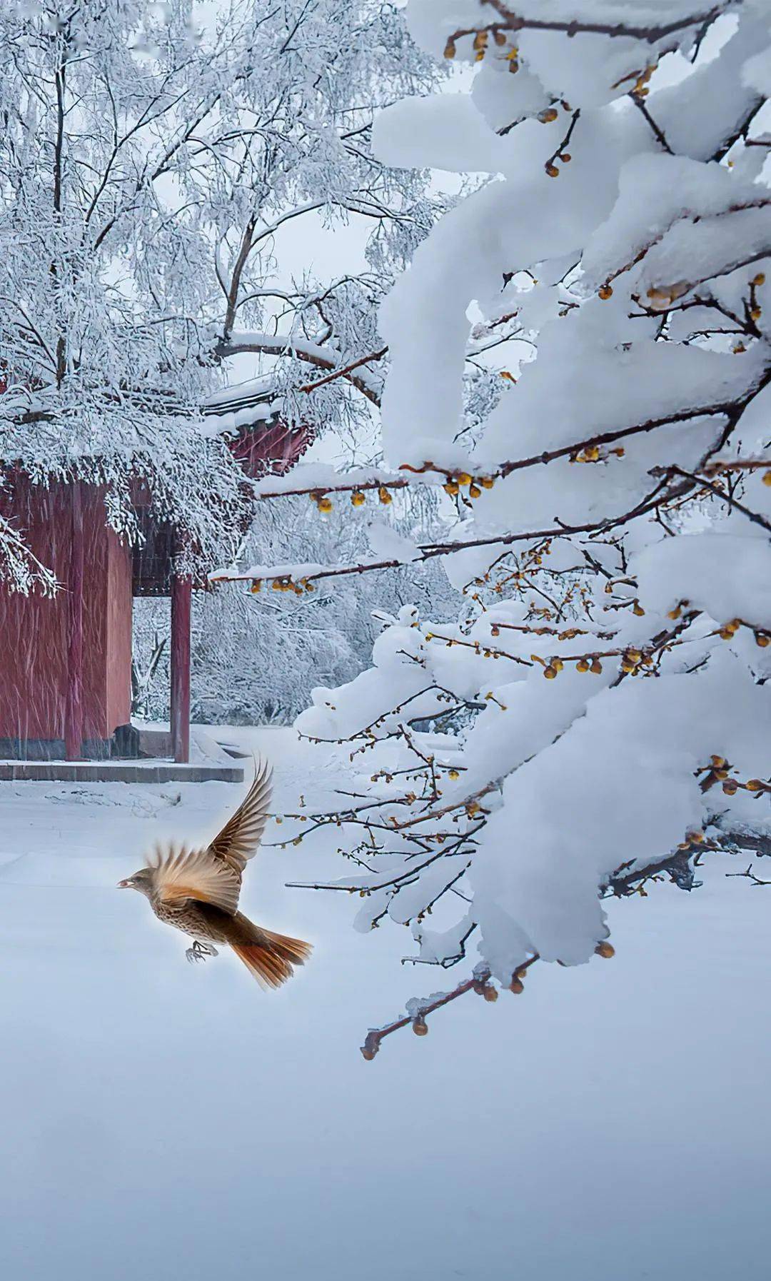 朗诵他朝若是同沐雪也算此生共白头