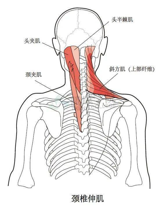 無觸診不治療詳解頸椎與胸椎整體結構感觸技巧和要點