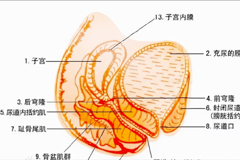 妇科结构 下面图片