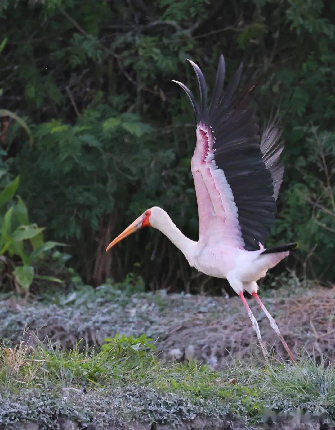 黄嘴鹮鹳来自非洲的宦官