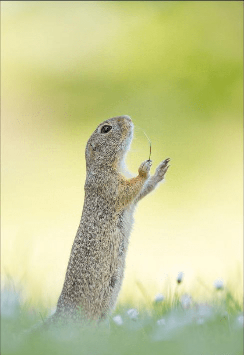 年度野生动物搞笑摄影作品欣赏之二