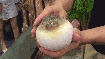 厦门|千万别吃！又是这种鱼，广东揭阳3人中毒，其中1人死亡