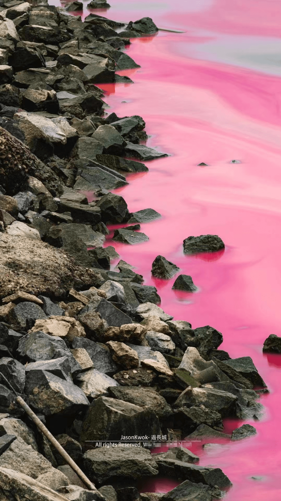 珠海海边出现浪漫粉色海水官方回应