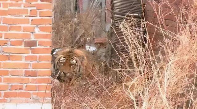 进村伤人东北虎完达山一号放归野外未来它还会伤人吗