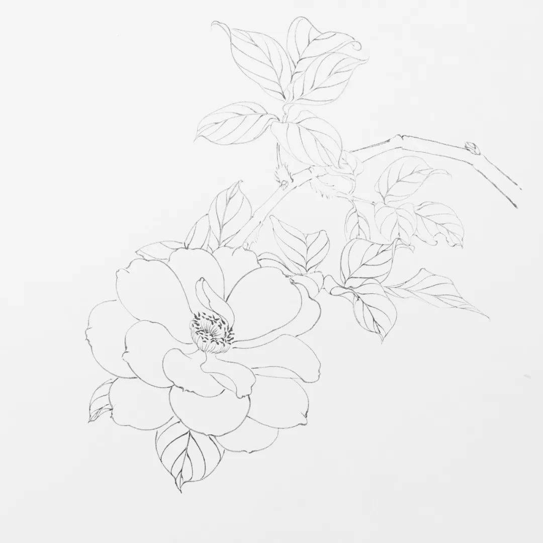 国画教程一朵玫瑰花的工笔写生步骤