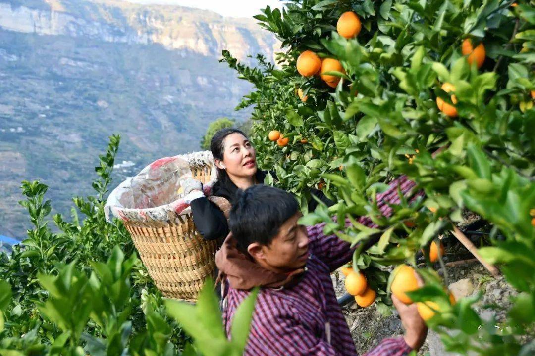 永善金沙江畔的脐橙熟了一起橙风破浪吧