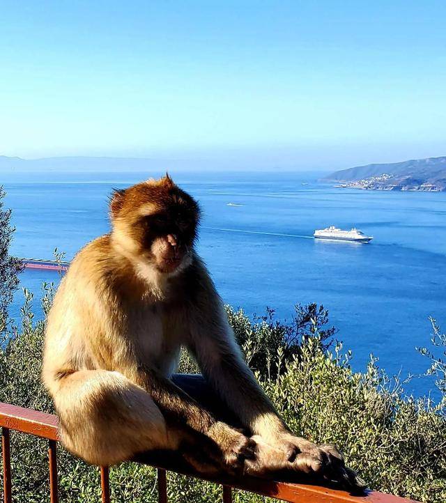 直布罗陀海峡的猴子