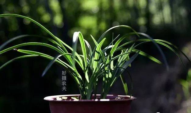 一点红的用法 8d8d3b97df824491b022f69a11bd2041.jpeg