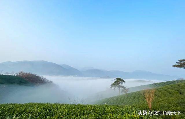 信阳浉河港茶山图片