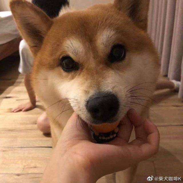 随机托运柴犬死亡事后国航仅愿承担火化费02狗主人养狗花了近百万