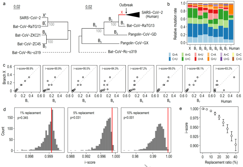 中山大學最新成果999相似性突變特徵追溯新冠病毒的自然宿主
