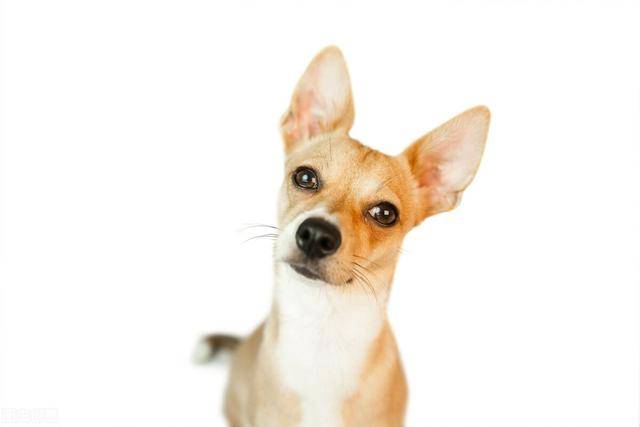 狗子的肢体语言耳朵篇