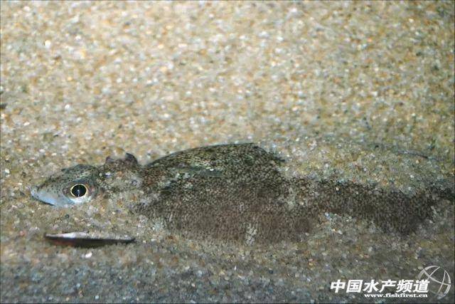 它是如何修炼成间鲽的