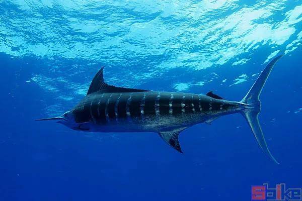 较为凶猛,游速极快,会用吻部长枪刺伤或杀死猎物.