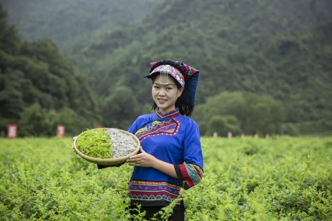 恩施神仙草茶图片