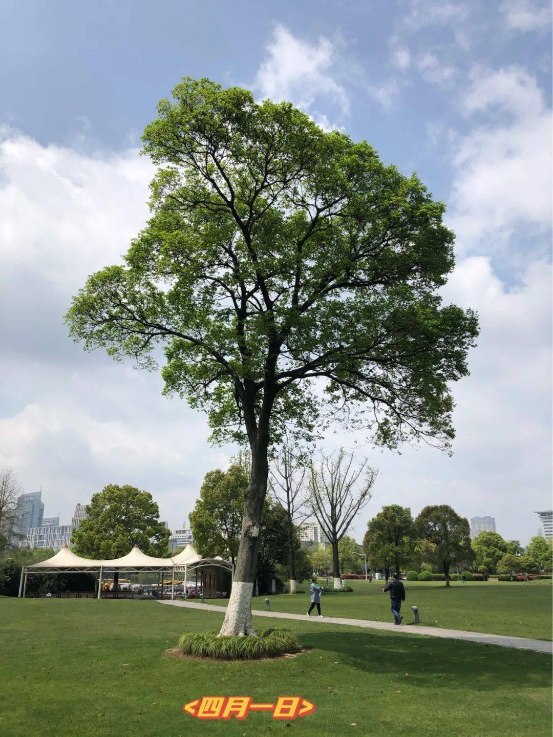 一棵朴树的四季循环史拍摄地宁波鄞州公园