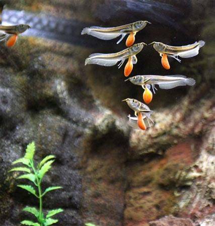 养殖银龙鱼的正确入缸程序._鱼缸_混养_水温