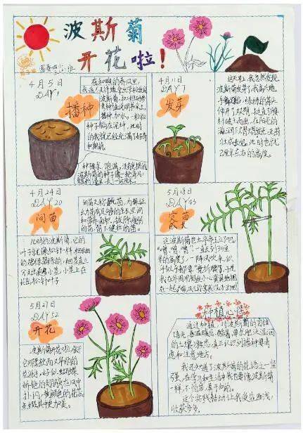 石蒜花自然笔记图片