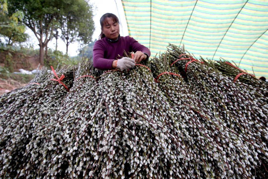 创业至今,15年来,他已相继在眉山天府新区龙马镇发展银柳种植200余亩