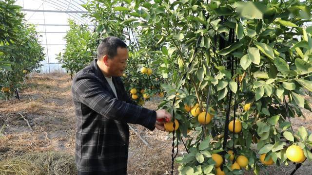 浦江有了美国鸡尾葡萄柚你尝过没