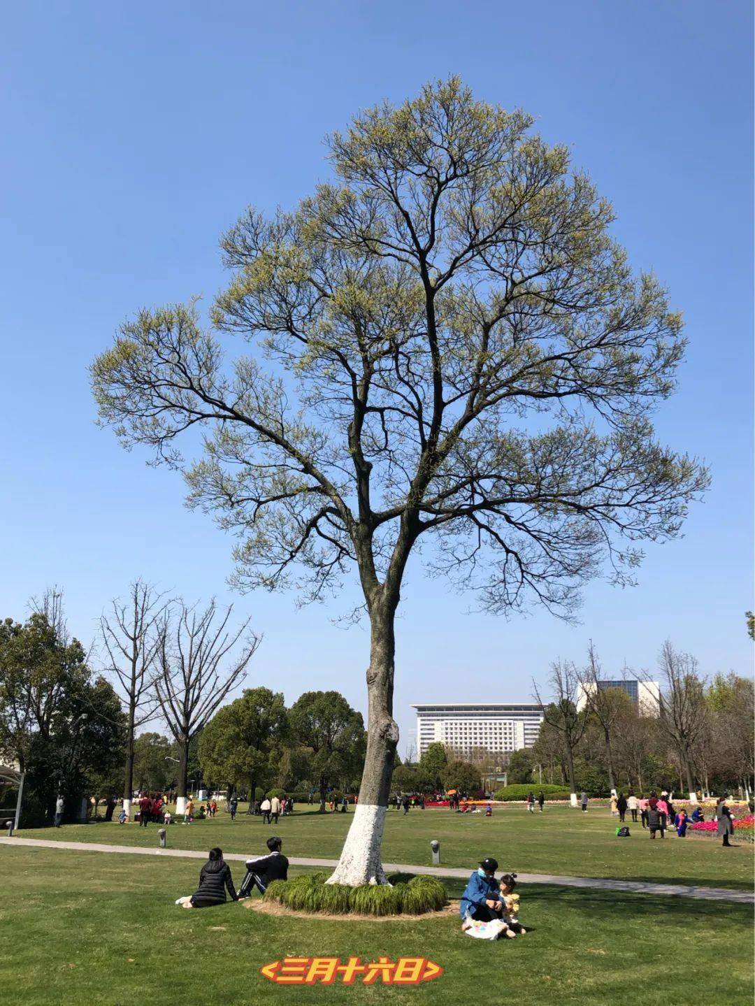 一棵朴树的四季循环史.拍摄地:宁波鄞州公园