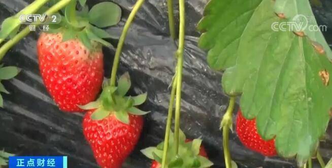 长安|“吃草莓会导致得出血热”？医学专家：没有任何科学依据