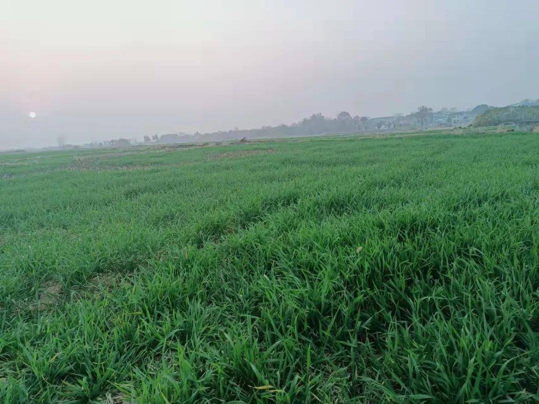节气|今日冬至：漫漫冬夜，烹雪煎茶，不枉人间百年｜草地·二十四节气