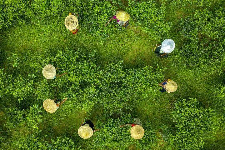 节气|今日冬至：漫漫冬夜，烹雪煎茶，不枉人间百年｜草地·二十四节气