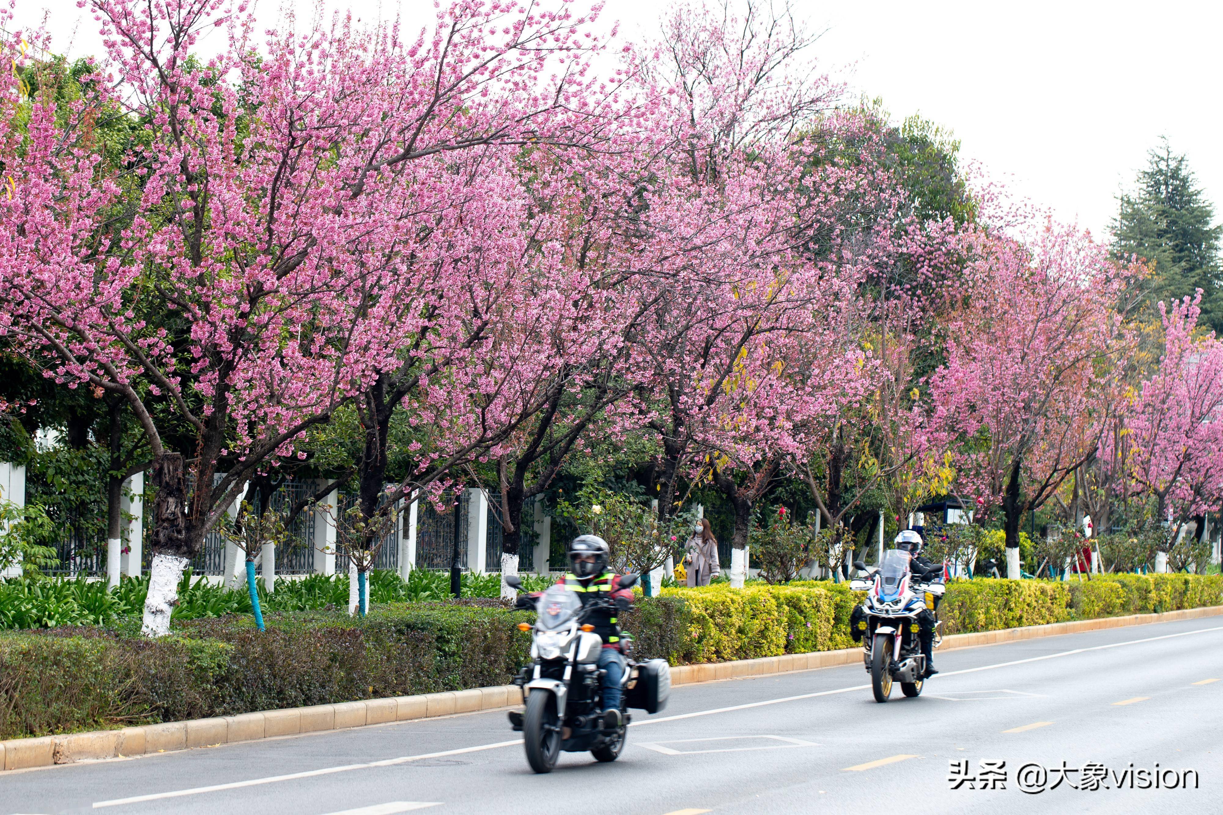 昆明冬樱花大道图片