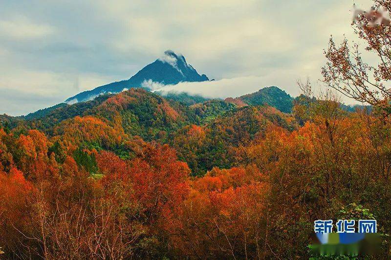 冬来 枫 染五指山 红叶 枫叶 旅游