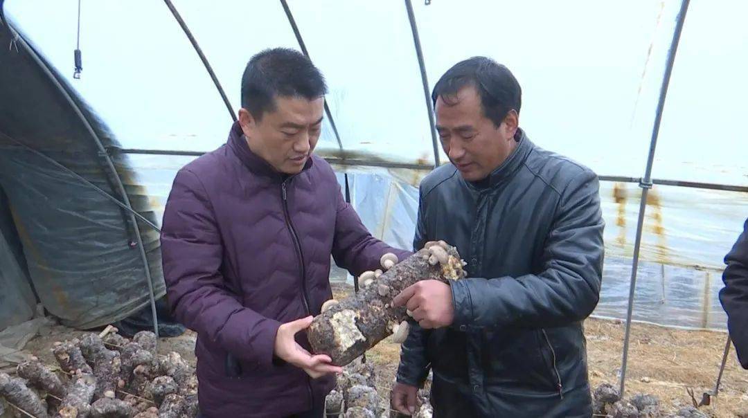 学习强国新闻集萃丨河南上蔡:种植香菇 壮大集体经济_集镇_产业_乡村