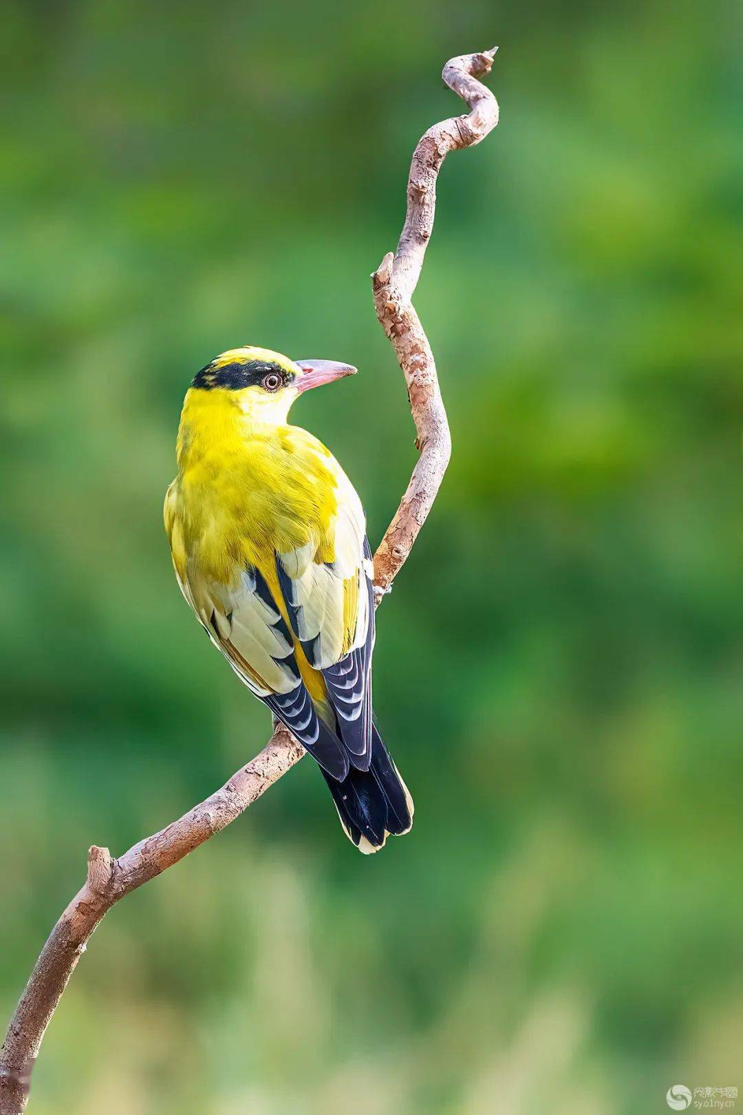 光影中国网鸟类摄影栏目一周作品精选85