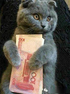 100元人民币猫图案图片