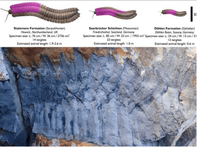 英國2.7米長巨型千足蟲化石明年將在博物館展出 國際 第1張