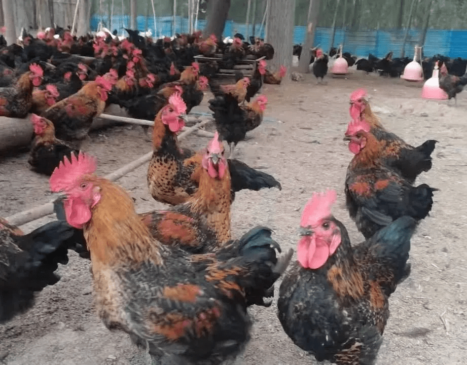 爱心助农黑良凤鸡急待出售您的转发就是支持